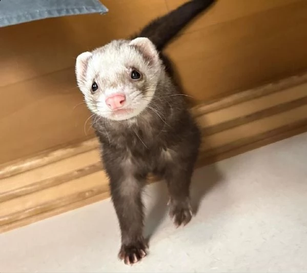 cuccioli di furetti in adozione