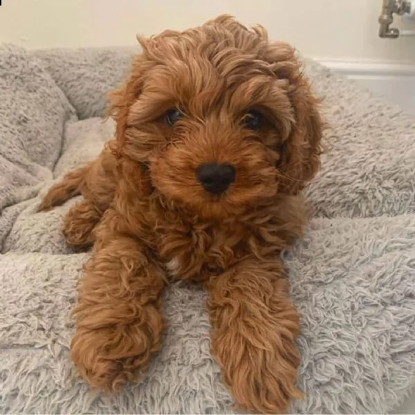  regalo barboncino cuccioli