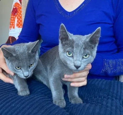 blue di russia molto intelligenti