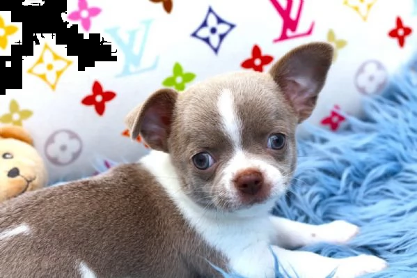 delizioso cucciolo razza chihuahua