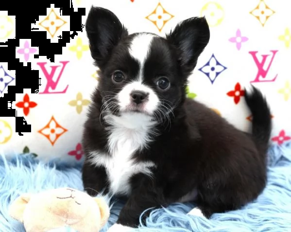 delizioso cucciolo razza chihuahua | Foto 0