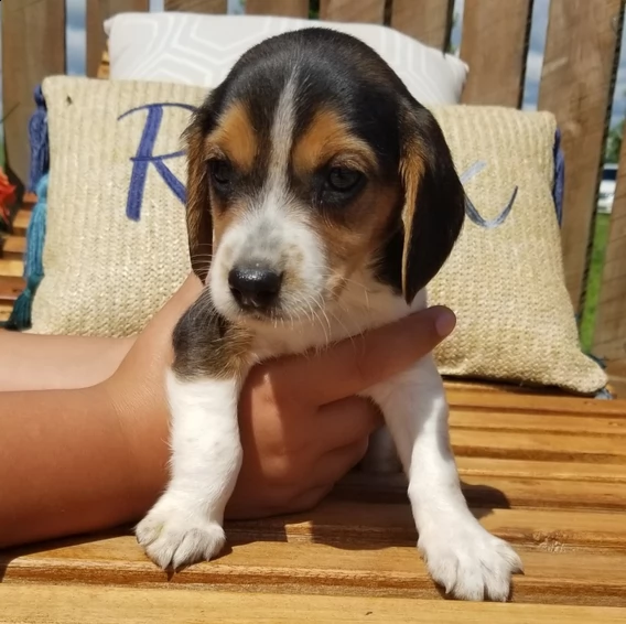 bellissimo cucciolo di beagle | Foto 2