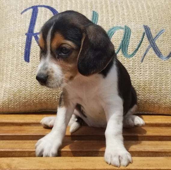 bellissimo cucciolo di beagle | Foto 1