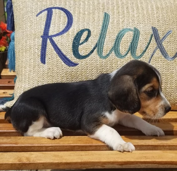 bellissimo cucciolo di beagle