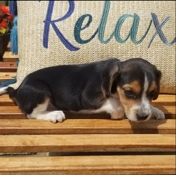 bellissimo cucciolo di beagle | Foto 0