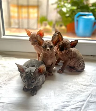  gattini sphynx 