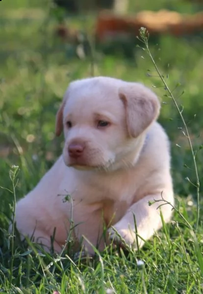 labrador retriever cucciolo maschio miele | Foto 1