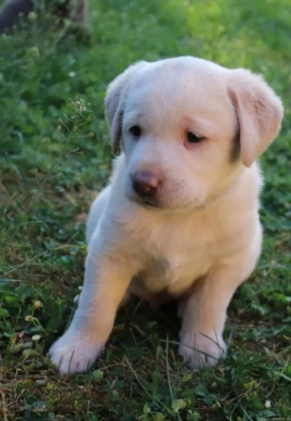 labrador retriever cucciolo maschio miele | Foto 0