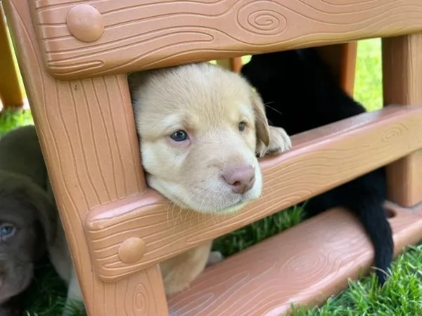 labrador retriever cucciolo maschio miele