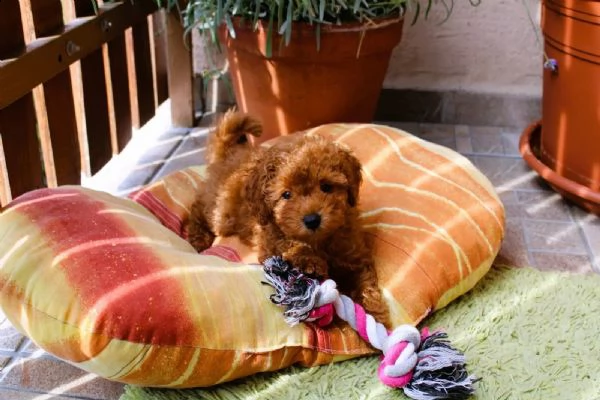 ragazzo/ragazza barboncino toy rosso con pedigree | Foto 5