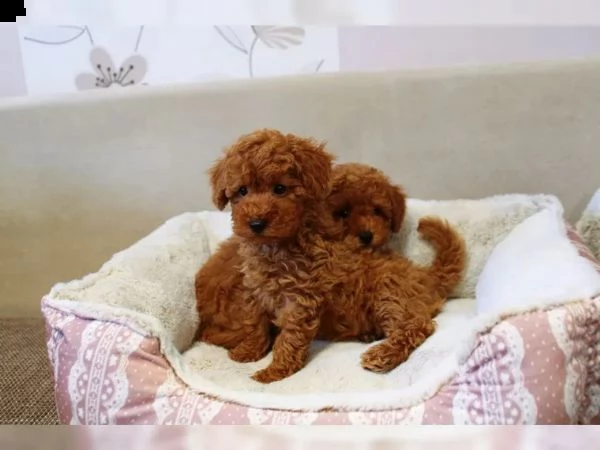 ragazzo/ragazza barboncino toy rosso con pedigree | Foto 2