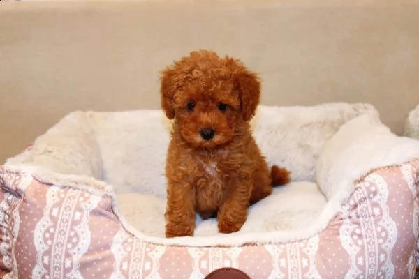 ragazzo/ragazza barboncino toy rosso con pedigree | Foto 1