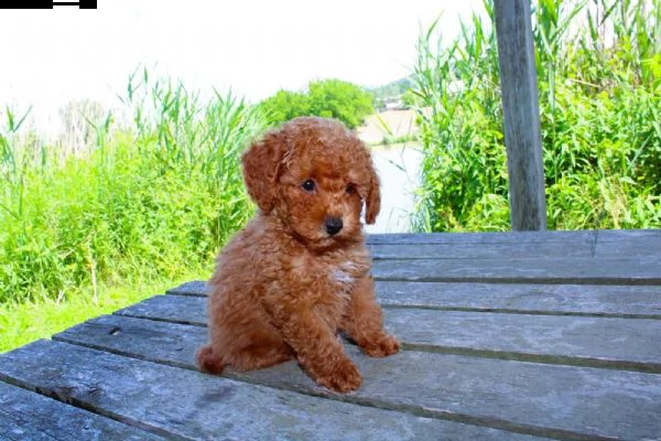 ragazzo/ragazza barboncino toy rosso con pedigree | Foto 0