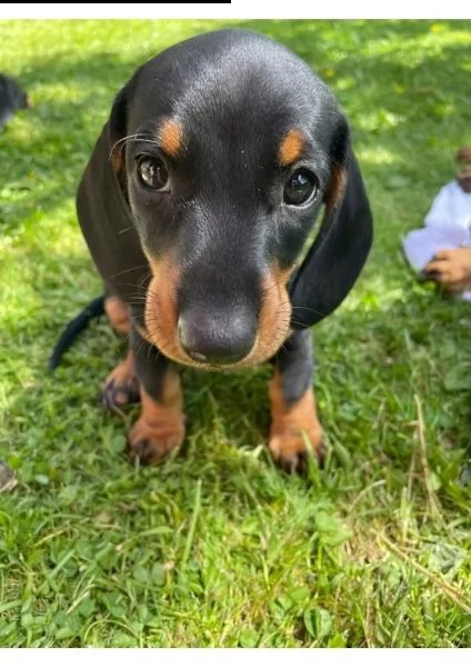 cuccioli di bassotti disponibili 