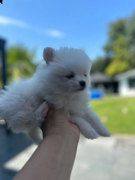 simpatici cuccioli di pomerania | Foto 4