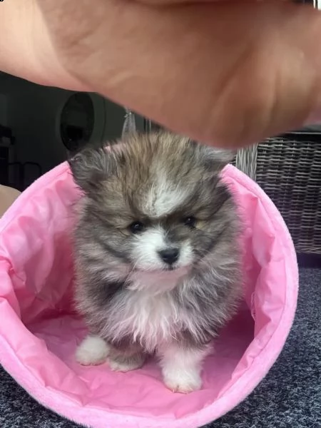 simpatici cuccioli di pomerania | Foto 3