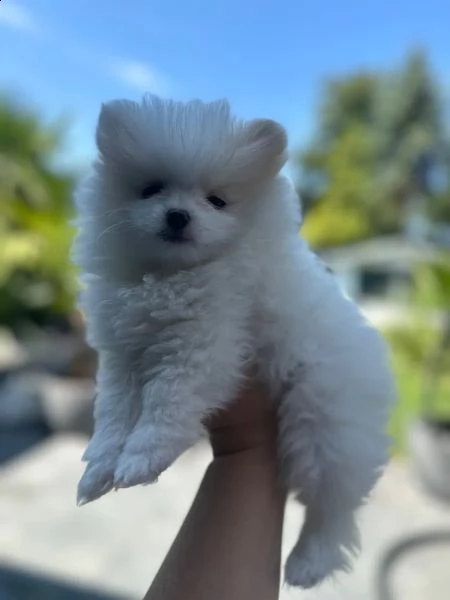 simpatici cuccioli di pomerania | Foto 2