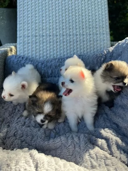 simpatici cuccioli di pomerania | Foto 1