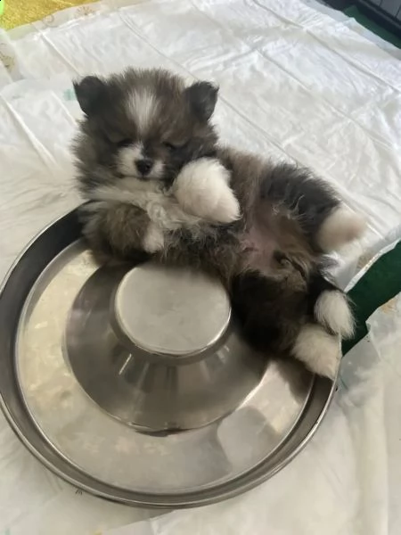 simpatici cuccioli di pomerania