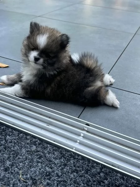 simpatici cuccioli di pomerania | Foto 0