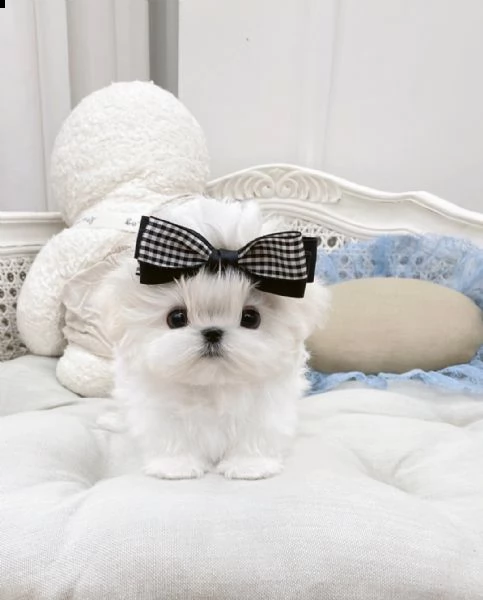 cuccioli di maltese testa di mela (+393509706299)