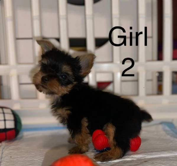 cerchiamo famiglie amorevoli per i nostri bellissimi cuccioli di yorkshire terrier