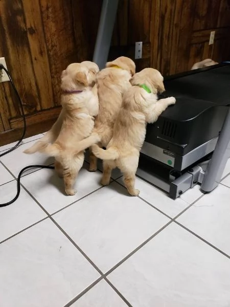 cerchiamo famiglie amorevoli per i nostri bellissimi cuccioli di yorkshire terrier | Foto 0