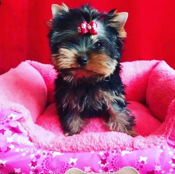   regalo yorkshire cuccioli meravigliosi ! 