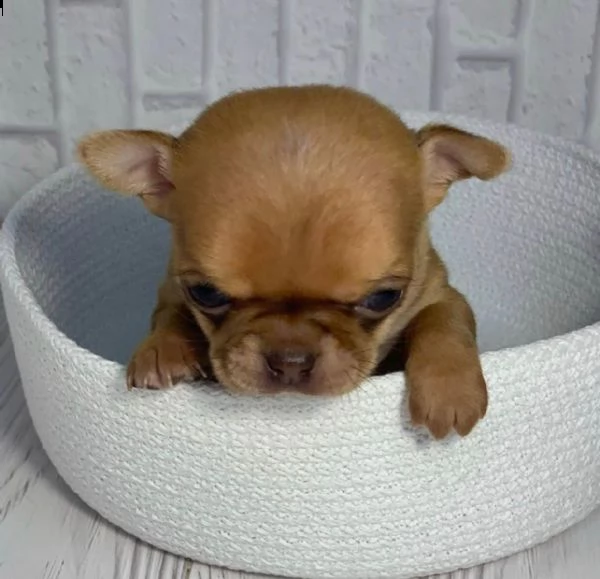 adorabili cuccioli di chihuahua eccezionale per l'adozione