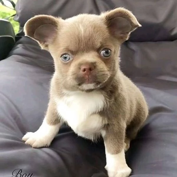 disponibili fantastici cuccioli di chihuahua bianco