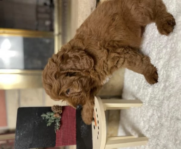 cane goldendoodle mini cuccioli caffè in vendita prezzo
