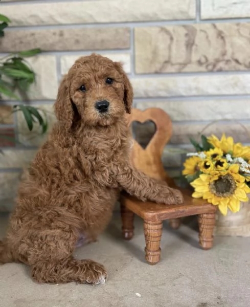 cane goldendoodle mini cuccioli caffè in vendita prezzo | Foto 0