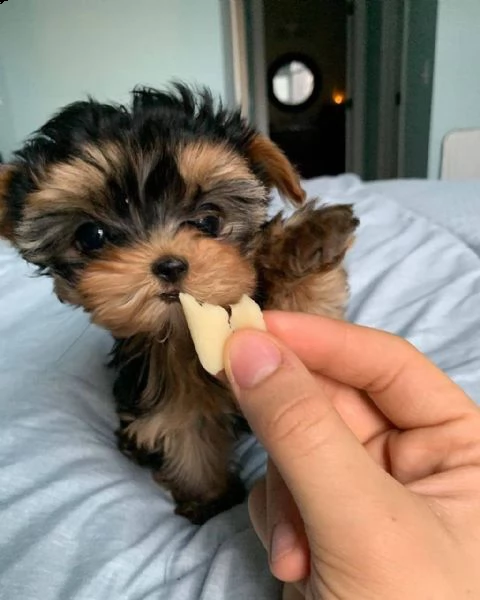 vendita di mini cuccioli yorkshire giocattolo