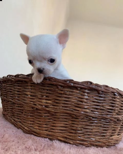 vendo cuccioli di chihuahua a pelo corto