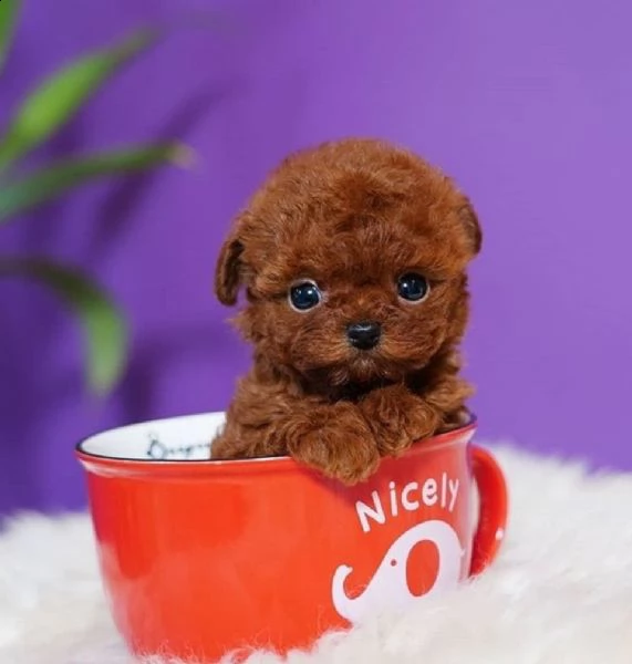 vendita cucciolo barboncino toy red