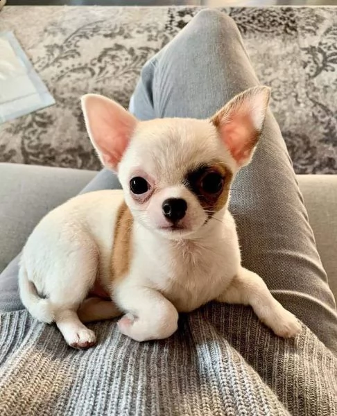 disponibili cuccioli di chihuahua sani