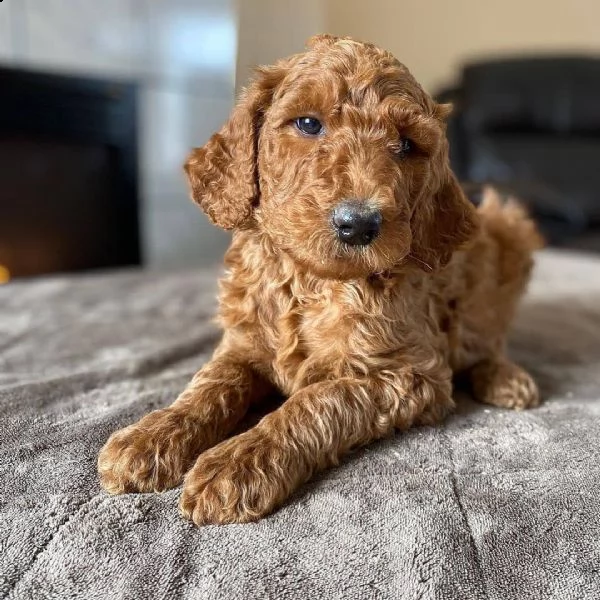  regalo barboncino cuccioli