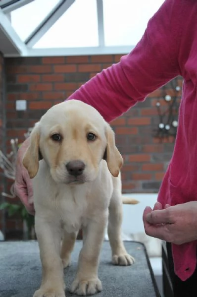  cuccioli di labrador con pedigree