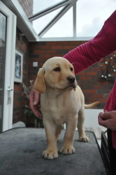  cuccioli di labrador con pedigree | Foto 0