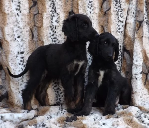levriero afgano cuccioli con pedigree  | Foto 0