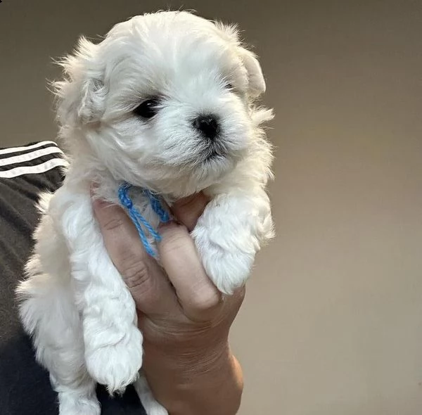 vendo cuccioli di maltese
