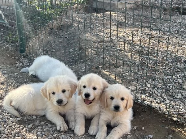 cuccioli disponibili golden retriever con pedigree prima vaccinazione 3 sverminature