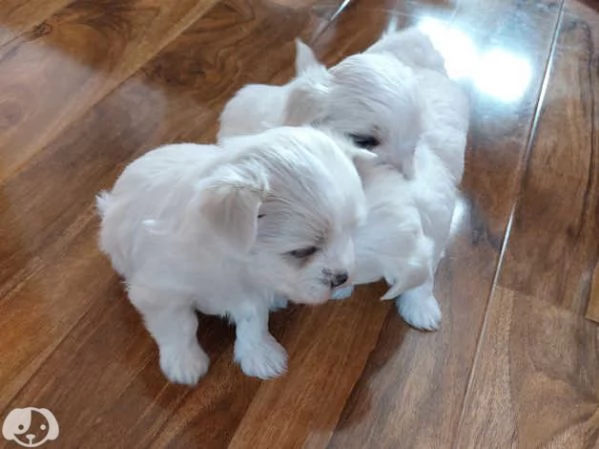 Maltese taglia toy con pedigree