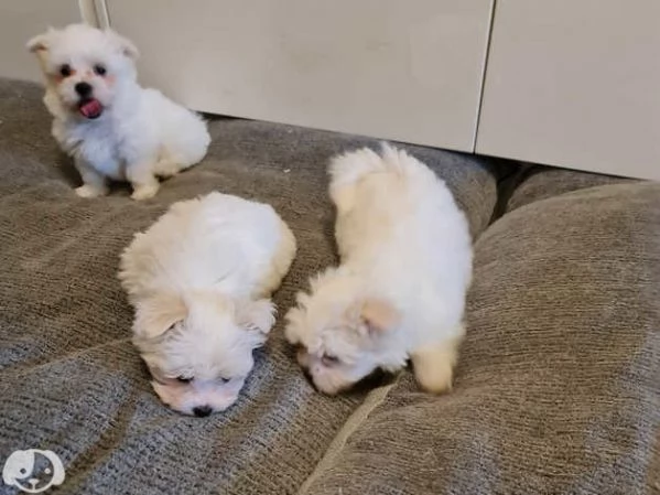Maltese | Foto 1