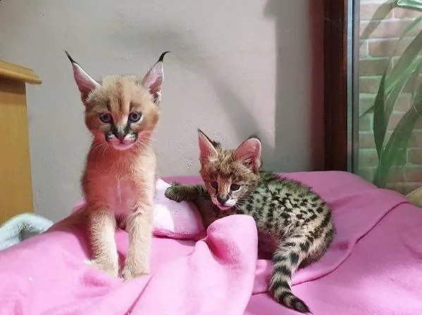    savannah gattini serval e caracal di 4 settimane. | Foto 0