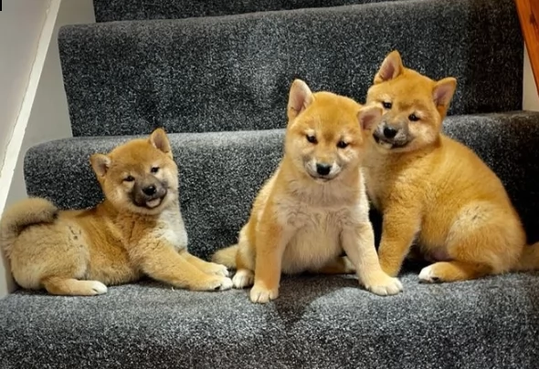 shiba inu cuccioli rossi pronti