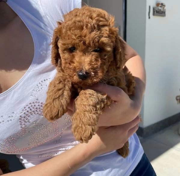 2regalo barboncino | Foto 0