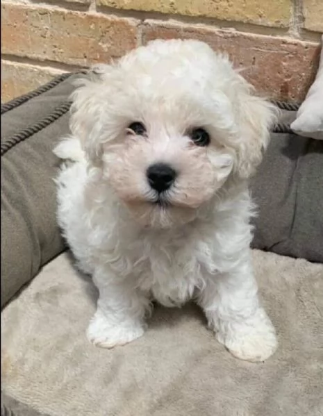 regalo  maltese mini toy