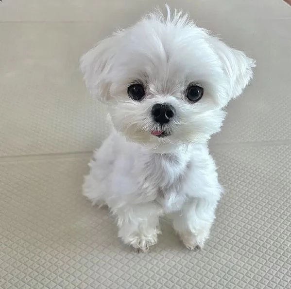 regalo  maltese mini toy | Foto 0
