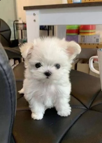regalo  maltese mini toy?!()][{}? | Foto 0